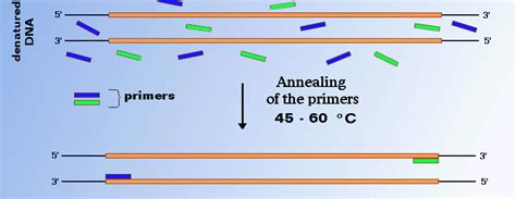 pcr primer annealing temperature